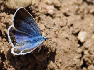Anadolu Turan Mavisi&nbsp;(Turanana&nbsp;panagaea)