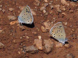 Anadolu Turan Mavisi&nbsp;(Turanana&nbsp;panagaea)