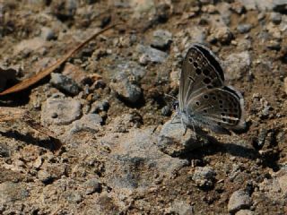 Anadolu Turan Mavisi&nbsp;(Turanana&nbsp;panagaea)