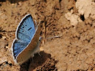 ran Turan Mavisi (Turanana cytis)