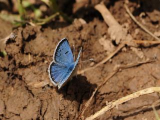 ran Turan Mavisi (Turanana cytis)