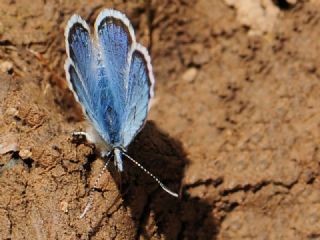 ran Turan Mavisi (Turanana cytis)