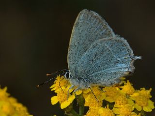 Mavi Sevbeni&nbsp;(Satyrium&nbsp;armenum)