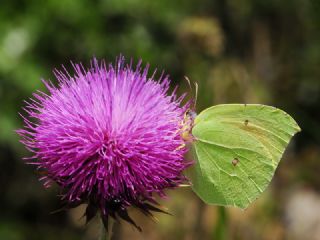 Kleopatra (Gonepteryx cleopatra)