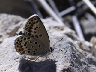 Do�ulu Esmerg�z&nbsp;(Plebejus&nbsp;carmon)