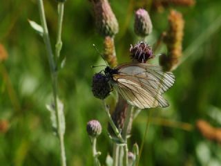 Al Beyaz (Aporia crataegi)