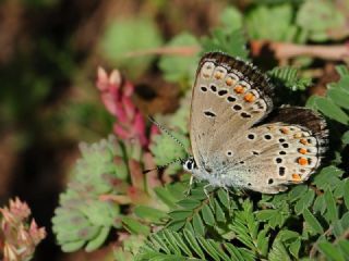Doulu Esmergz (Plebejus carmon)