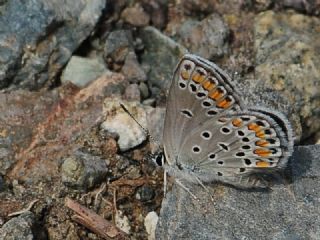 Doulu Esmergz (Plebejus carmon)