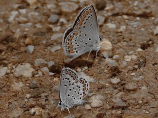 Do�ulu Esmerg�z&nbsp;(Plebejus&nbsp;carmon)