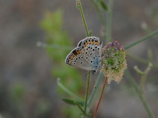 Doulu Esmergz (Plebejus carmon)