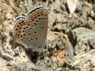 Doulu Esmergz (Plebejus carmon)