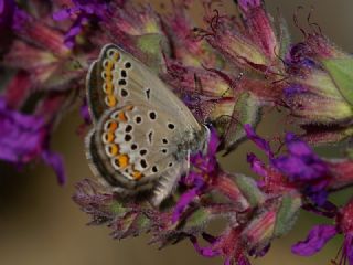 Doulu Esmergz (Plebejus carmon)