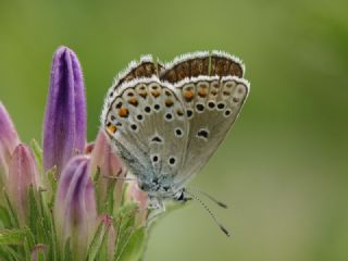 Doulu Esmergz (Plebejus carmon)