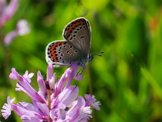 Avrupal Esmergz (Plebejus argyrognomon )