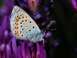 Anadolu Esmergz (Plebejus modicus)