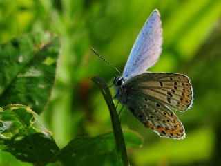 Anadolu Esmerg�z�&nbsp;(Plebejus&nbsp;modicus)