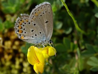 Anadolu Esmergz (Plebejus modicus)