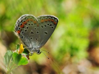 Anadolu Esmergz (Plebejus modicus)