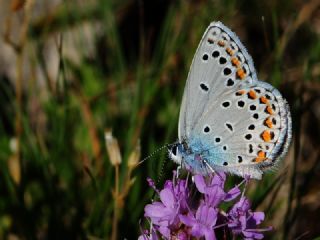 Anadolu Esmergz (Plebejus modicus)