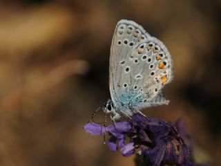 Anadolu Esmergz (Plebejus modicus)