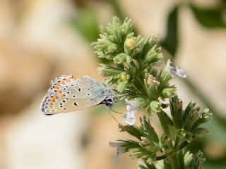 Anadolu Esmerg�z�&nbsp;(Plebejus&nbsp;modicus)