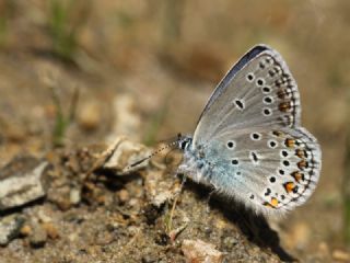 Anadolu Esmergz (Plebejus modicus)