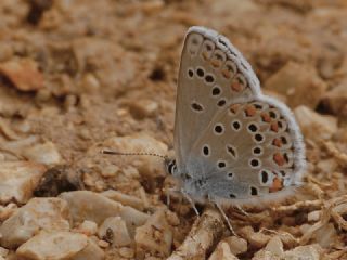 Anadolu Esmerg�z�&nbsp;(Plebejus&nbsp;modicus)