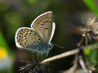 Anadolu Esmergz (Plebejus modicus)