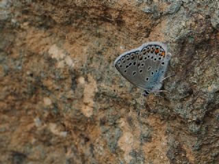Anadolu Esmergz (Plebejus modicus)