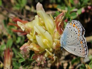 Anadolu Esmergz (Plebejus modicus)