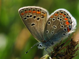 Trkmenistan Esmergz (Plebejus zephyrinus)