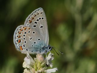 Trkmenistan Esmergz (Plebejus zephyrinus)