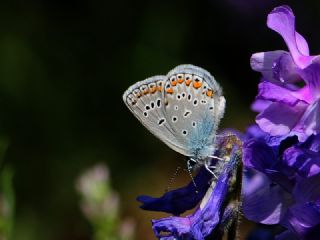 Trkmenistan Esmergz (Plebejus zephyrinus)