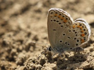 Doulu Esmergz (Plebejus carmon)