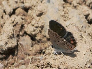 Trkmenistan Esmergz (Plebejus zephyrinus)