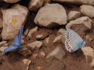 Lbnan Esmergz (Plebejus nichollae)