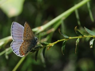 Lbnan Esmergz (Plebejus nichollae)