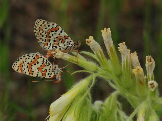 Benekli parhan (Melitaea didyma)