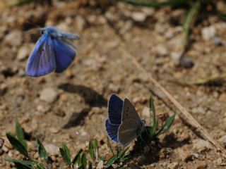 Lacivert Anadolu okgzls (Polyommatus actis )