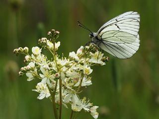 Al Beyaz (Aporia crataegi)