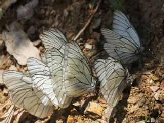 Al�� Beyaz�&nbsp;(Aporia&nbsp;crataegi)