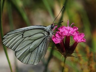 Al Beyaz (Aporia crataegi)