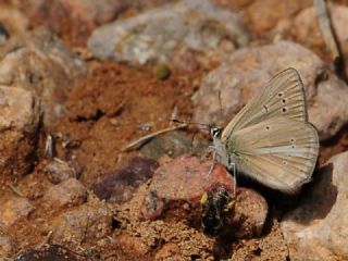 okgzl Lbnan Esmeri (Polyommatus alcestis)