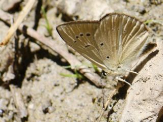 okgzl Lbnan Esmeri (Polyommatus alcestis)