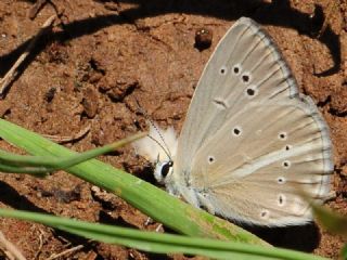 �okg�zl� L�bnan Esmeri&nbsp;(Polyommatus&nbsp;alcestis)