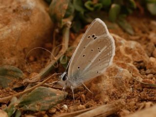 �okg�zl� L�bnan Esmeri&nbsp;(Polyommatus&nbsp;alcestis)