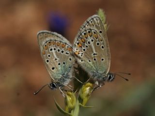 okgzl Geranium Mavisi (Aricia eumedon)