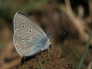 okgzl Gzel Mavi (Polyommatus bellis)