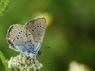 okgzl Gzel Mavi (Polyommatus bellis)