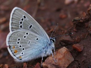 okgzl Gzel Mavi (Polyommatus bellis)